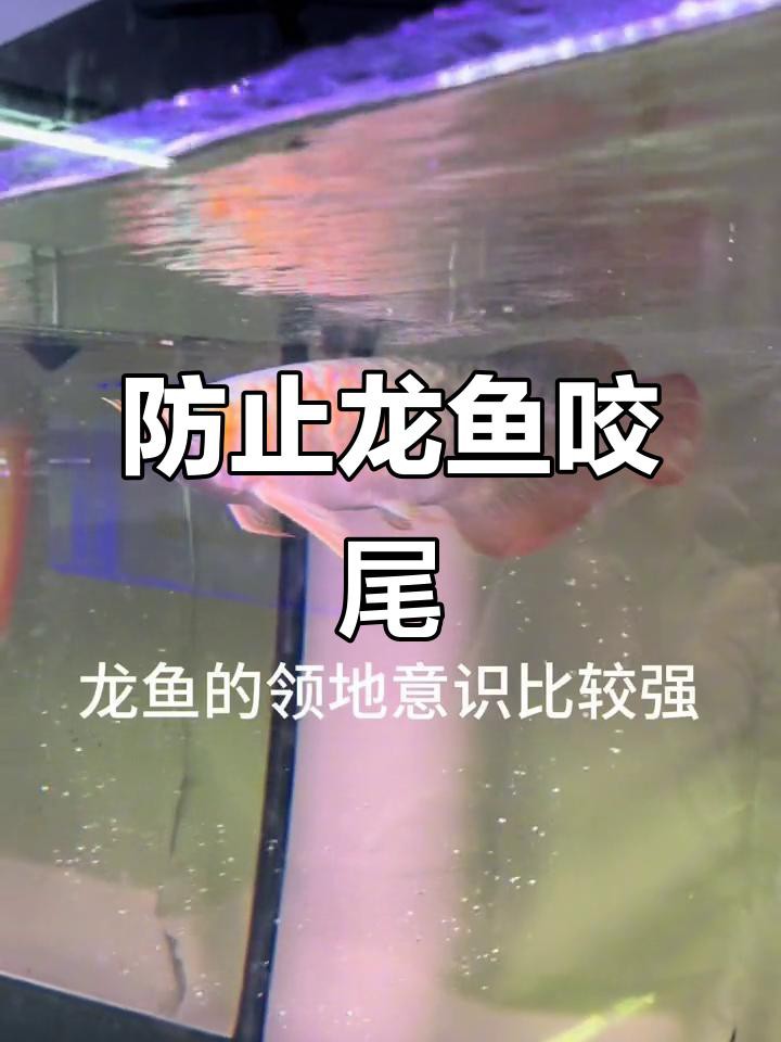 如何減少龍魚打架的發生？，東莞龍魚打架的8個原因鏈安智研所金龍魚打架會一直打嗎