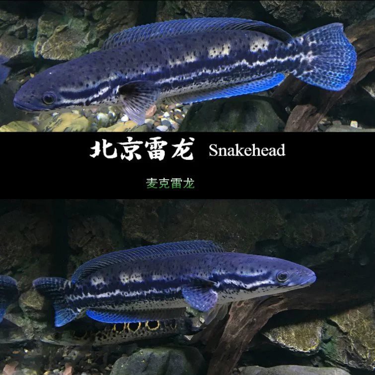 哪里可以買到大型雷龍魚？，大型雷龍魚作為獨特的觀賞魚類其購買渠道多樣