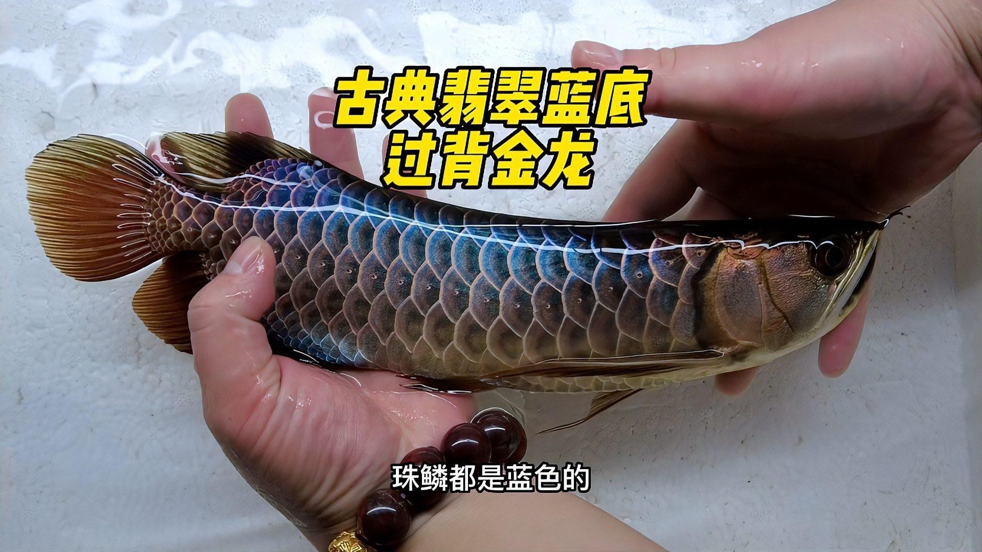 古典藍過背金龍魚的市場需求如何，今天幫山東大哥找條翡翠古典藍底過背金龍,珠鱗都藍色,太美了!