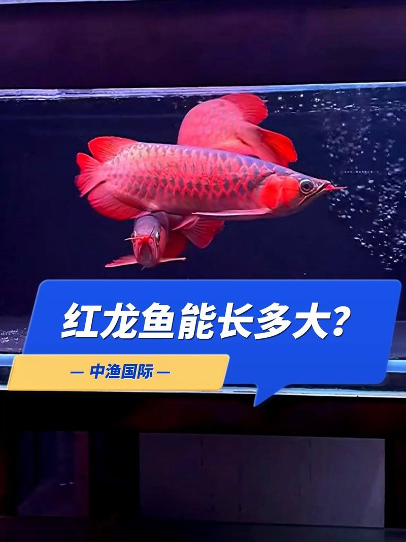 大紅龍魚成魚最大能長多大？，大紅龍魚成魚的最大體長受多種因素影響