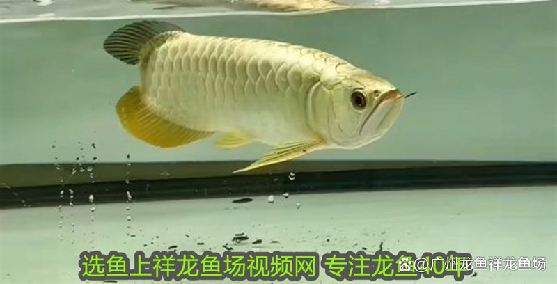 大紅龍魚成魚最大能長多大？，大紅龍魚成魚的最大體長受多種因素影響