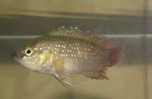 如何判斷龍魚爛尾病的嚴重程度？，養魚小藝，龍魚爛尾原因及治療方法詳解