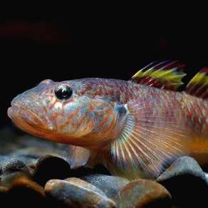 桂林魚缸維護，桂林地區(qū)魚缸維護全攻略