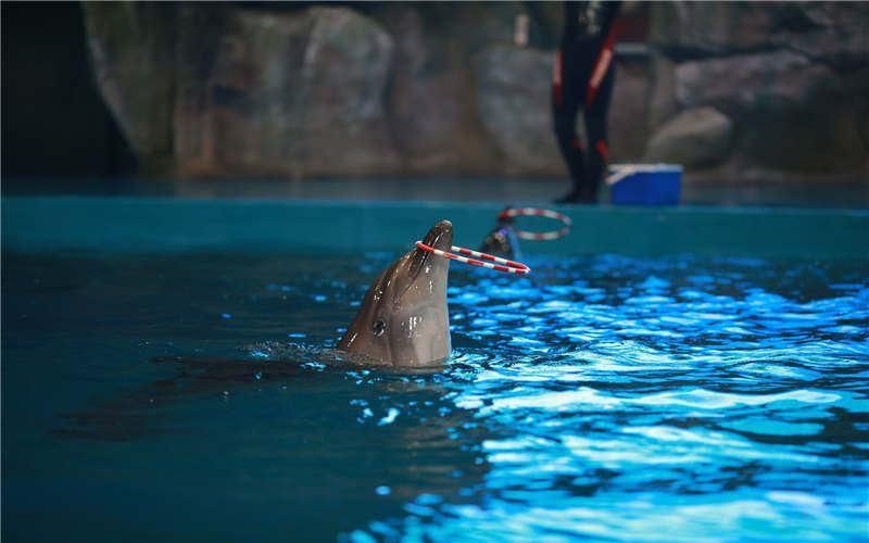 威海水族館，親子游學的絕佳處所——威海