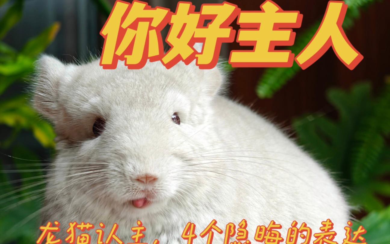 如何判斷龍貓是否認主？，《如何判斷龍貓是否認主》如何判斷龍貓是否認主人嗎
