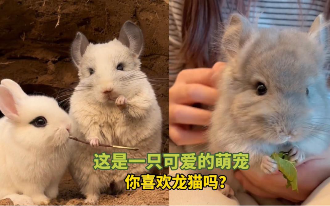 如何判斷龍貓是否認主？，《如何判斷龍貓是否認主》如何判斷龍貓是否認主人嗎