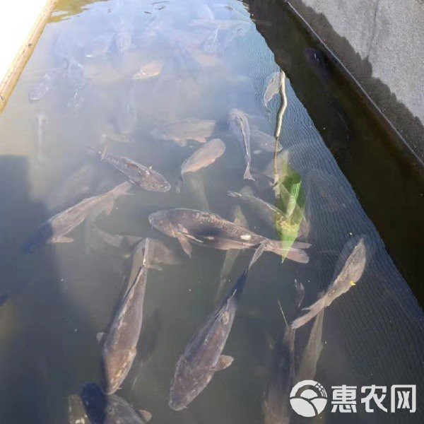 三道鱗鯉魚多少錢一斤，三道鱗魚價格兩極化趨勢延續(xù)