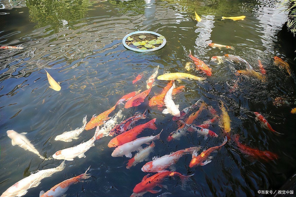 健康水族怎么養，養魚先養水:打造健康水族環境的秘訣，老農談三農談三農