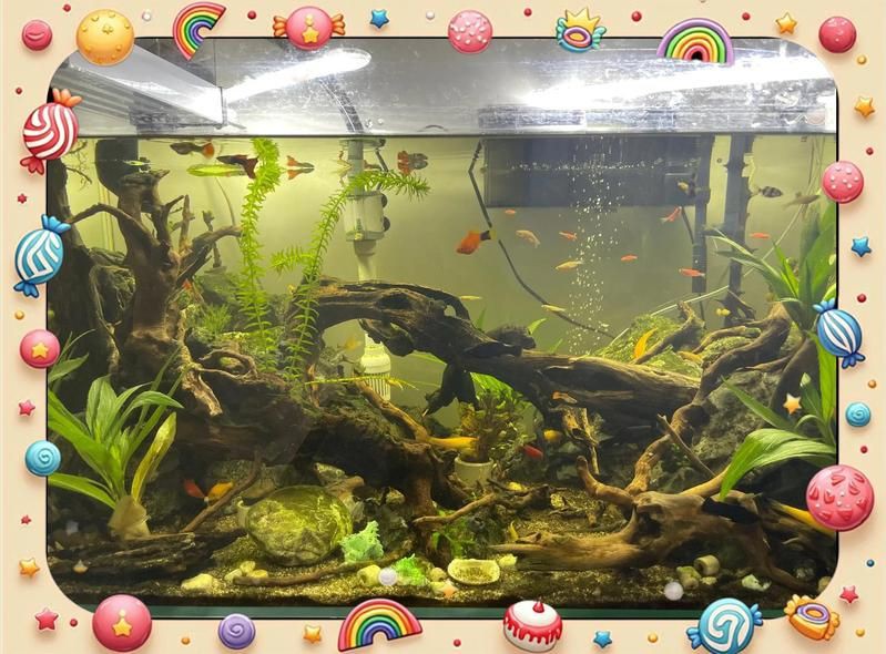 健康水族怎么養，養魚先養水:打造健康水族環境的秘訣，老農談三農談三農