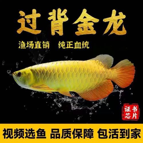 古典藍底過背金龍魚圖片欣賞，古典藍底過背金龍魚