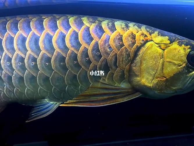 古典藍底過背金龍魚圖片欣賞，古典藍底過背金龍魚