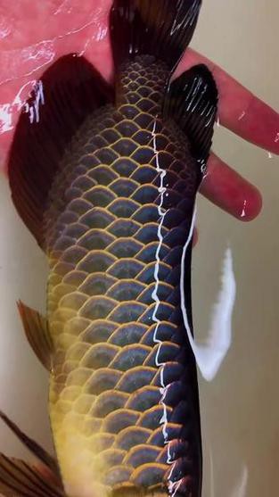 古典藍底過背金龍魚圖片欣賞，古典藍底過背金龍魚
