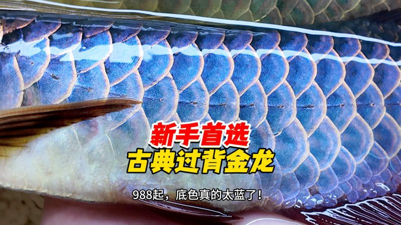 古典藍底過背金龍適合新手嗎？，古典藍底過背金龍是否適合新手？