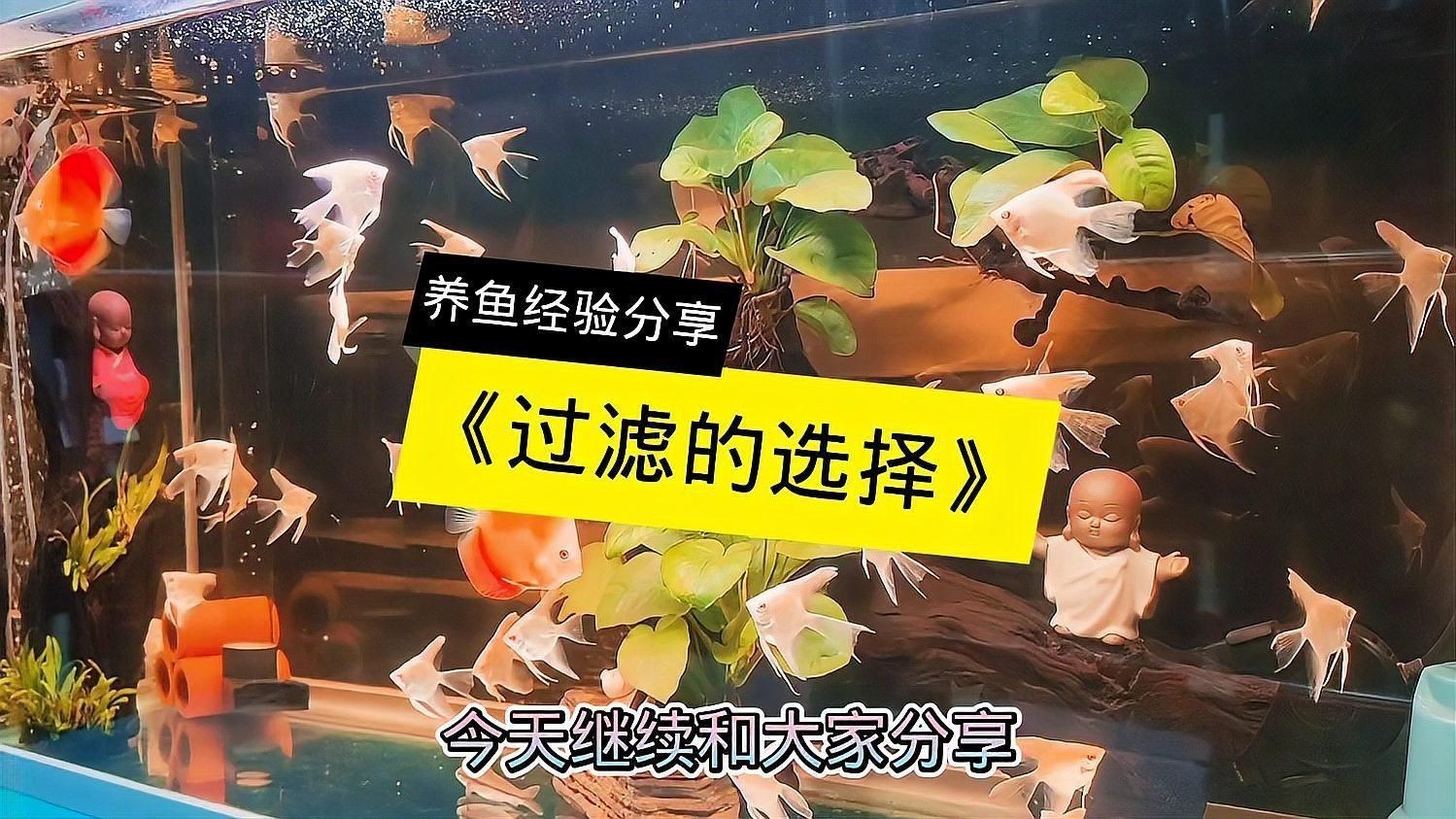 目前魚缸最好的過濾方式，《目前魚缸最好的過濾方式》