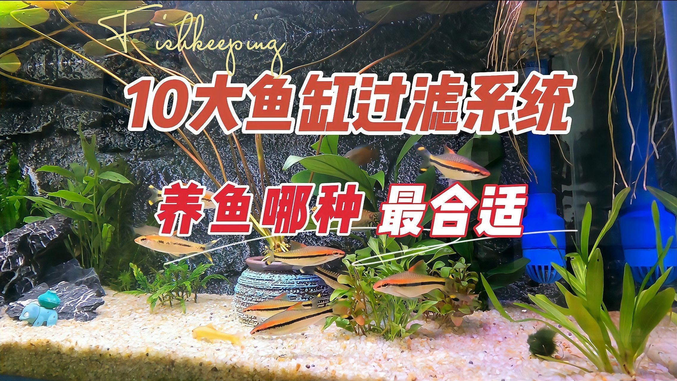 目前魚缸最好的過濾方式，《目前魚缸最好的過濾方式》