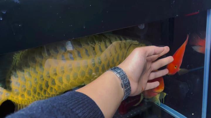 古典金龍七鰭的尺寸如何影響價格？，古典金龍七鰭噴金是什么，古典金龍七鰭尺寸多大才算好？