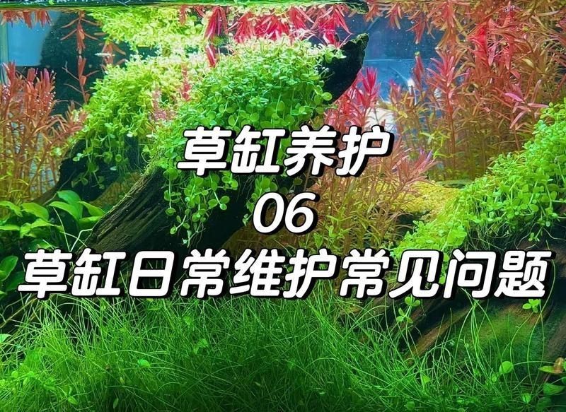 黃南藏族自治州魚缸維護，黃南藏族自治州魚缸生態維護