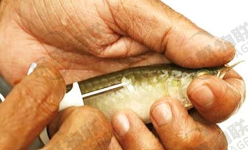 如何判斷龍魚的血統純正？，如何判斷龍魚的血統純正