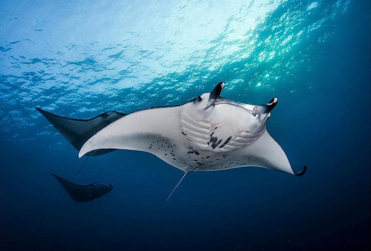 魔鬼魚是魟魚還是鰩魚，魔鬼魚是什么？