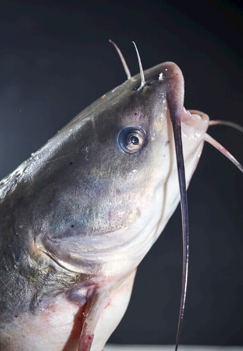 如何判斷福龍魚是否新鮮？，_生活百科】選購淡水鮮魚有妙招