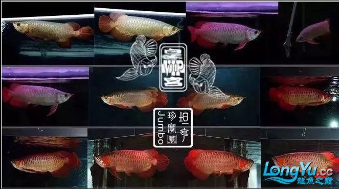 皇宮vip龍魚官網，皇宮vip龍魚有實體店嗎