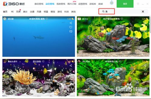 如何設(shè)置龍魚壁紙為電腦背景？，如何設(shè)置龍魚壁紙為電腦背景