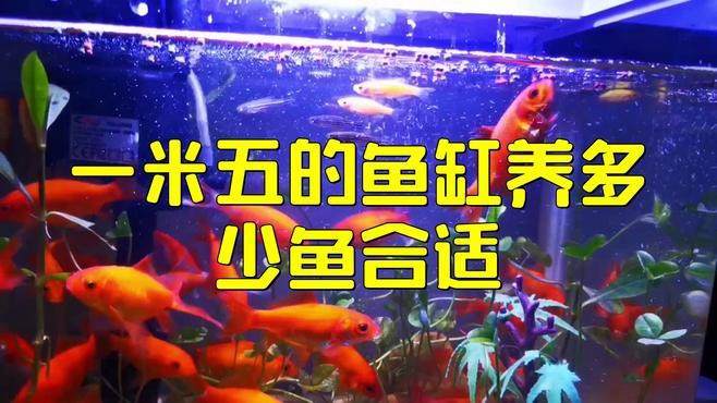 一米五的魚缸可以養多大的龍魚？，《一米五的魚缸養龍魚大小探討摘要》