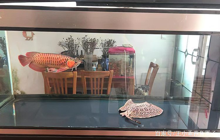 哪種紅龍魚配魚最好看？，哪種紅龍魚配魚最好看