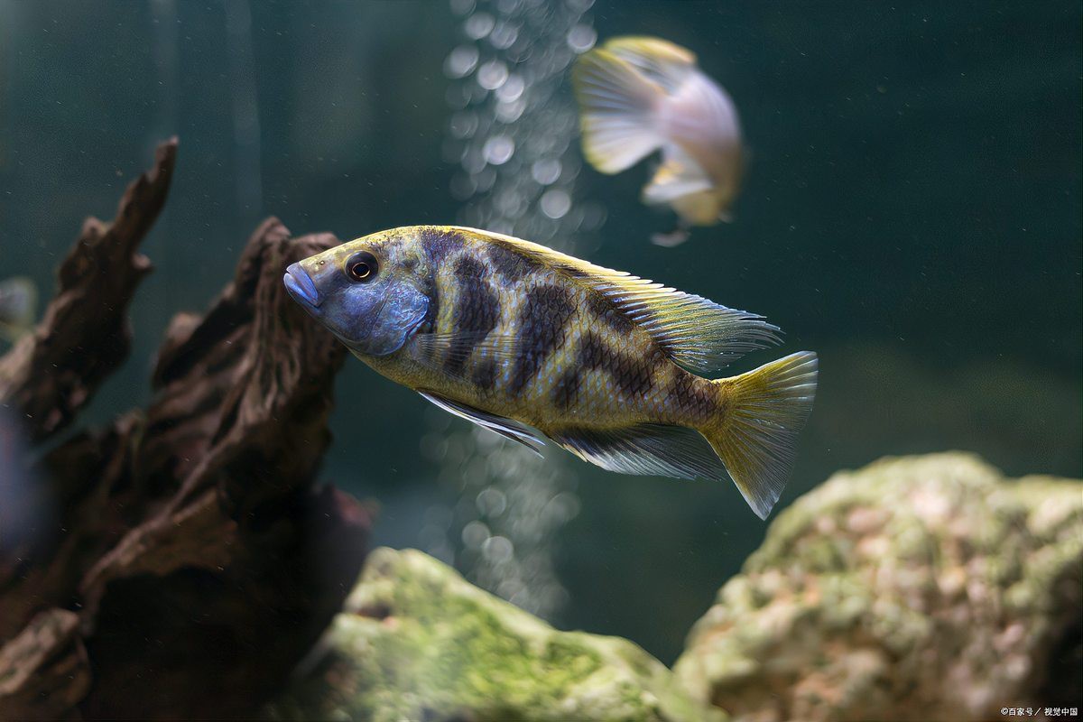 哪種紅龍魚配魚最好看？，哪種紅龍魚配魚最好看