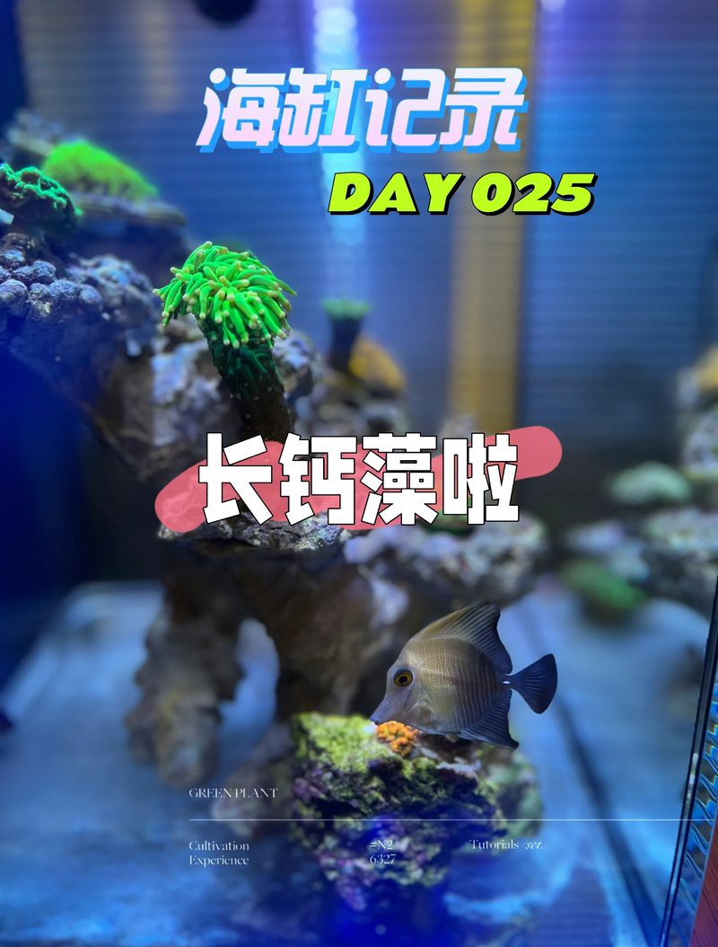 如何建立金龍魚的養護日志？，寵物那些事兒，金龍魚的養殖技巧有哪些 如何建立金龍魚的養護日志？，寵物那些事兒，金龍魚的養殖技巧有哪些 龍魚論壇 第6張