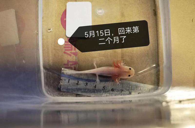 如何建立金龍魚的養護日志？，寵物那些事兒，金龍魚的養殖技巧有哪些 如何建立金龍魚的養護日志？，寵物那些事兒，金龍魚的養殖技巧有哪些 龍魚論壇 第4張