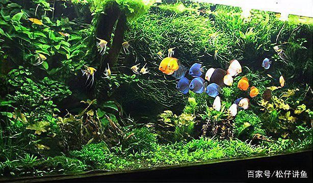 各種魚缸圖片，6種絕美魚缸造景全攻略6種絕美魚缸造景全攻略