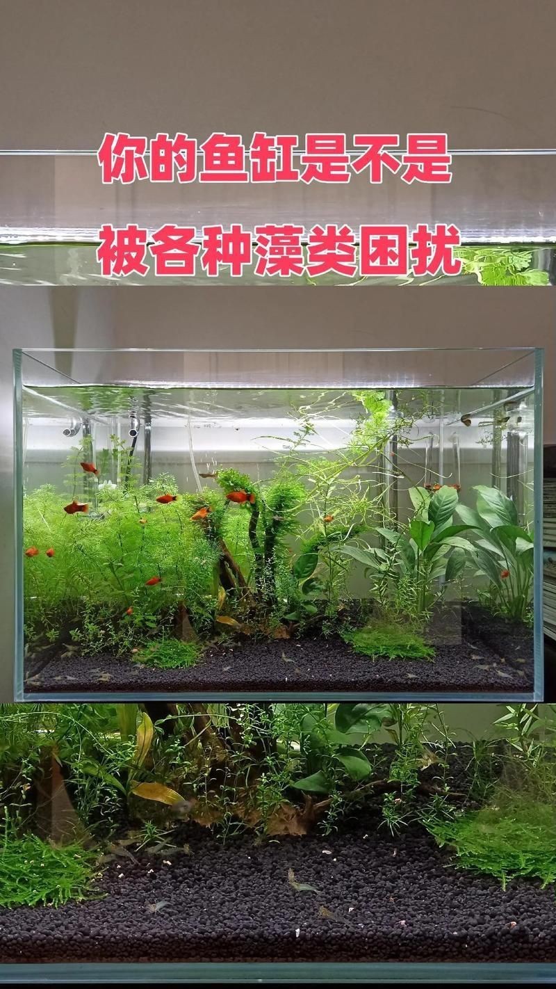 各種魚缸圖片，6種絕美魚缸造景全攻略6種絕美魚缸造景全攻略