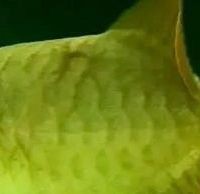 如何模擬雨季環(huán)境刺激龍魚繁殖？，如何模擬雨季環(huán)境以刺激龍魚繁殖這一關(guān)鍵問題詳細(xì)闡述