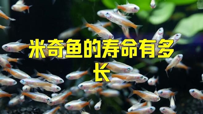 米奇魚(yú)壽命一般多久，恣意妄為,米奇魚(yú)壽命揭秘:水質(zhì)與溫度如何決定它的23年黃金期y謝方夫資訊展開(kāi)