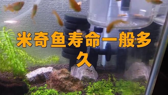 米奇魚(yú)壽命一般多久，恣意妄為,米奇魚(yú)壽命揭秘:水質(zhì)與溫度如何決定它的23年黃金期y謝方夫資訊展開(kāi)