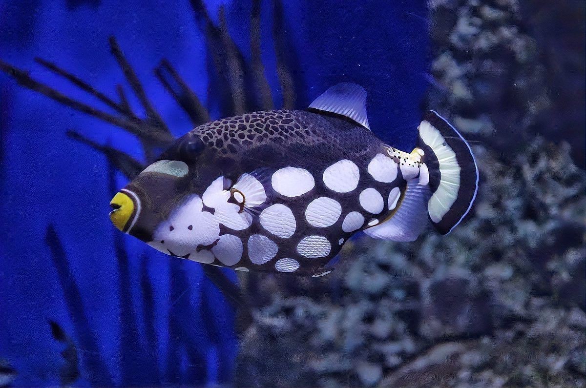 米奇魚壽命一般多久，恣意妄為,米奇魚壽命揭秘:水質(zhì)與溫度如何決定它的23年黃金期y謝方夫資訊展開