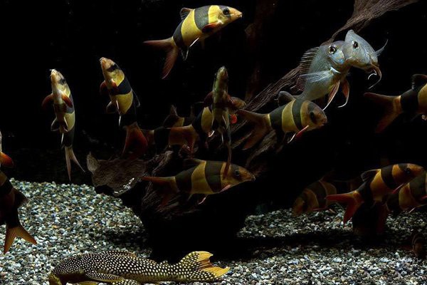 如何判斷沉木是否適合養(yǎng)龍魚？，判斷沉木是否適合養(yǎng)龍魚