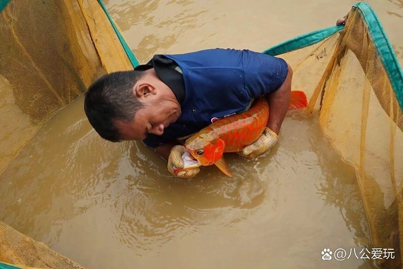 印尼有哪些著名的龍魚漁場？，印尼龍魚產地哪個最好？ 印尼有哪些著名的龍魚漁場？，印尼龍魚產地哪個最好？ 龍魚論壇 第3張