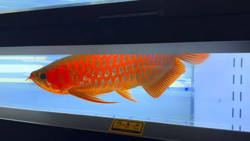 印尼有哪些著名的龍魚漁場？，印尼龍魚產地哪個最好？ 印尼有哪些著名的龍魚漁場？，印尼龍魚產地哪個最好？ 龍魚論壇 第7張