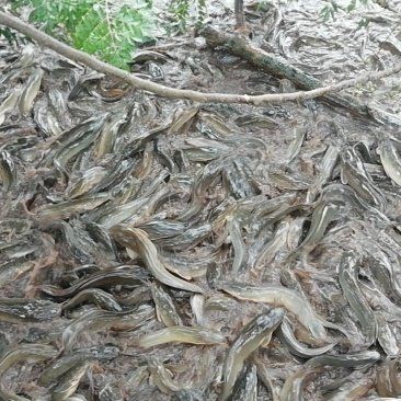 廣東埃及魚(yú)哪里能買(mǎi)到，在廣東哪些市場(chǎng)可以買(mǎi)到埃及魚(yú)？