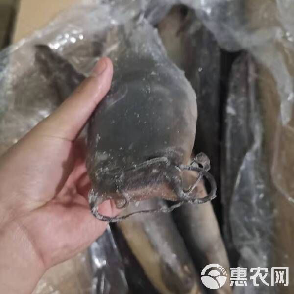 廣東埃及魚(yú)哪里能買(mǎi)到，在廣東哪些市場(chǎng)可以買(mǎi)到埃及魚(yú)？
