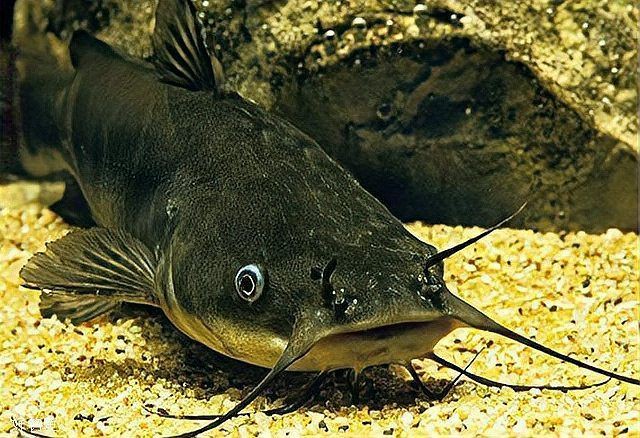 廣東埃及魚哪里能買到，在廣東哪些市場可以買到埃及魚？