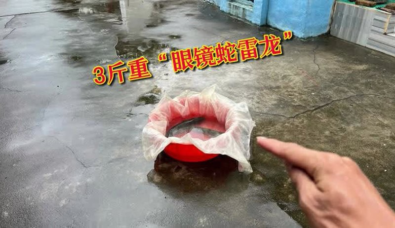 廣東雷龍村是否真實存在？，廣東雷龍村是否存在？ 廣東雷龍村是否真實存在？，廣東雷龍村是否存在？ 龍魚論壇 第3張