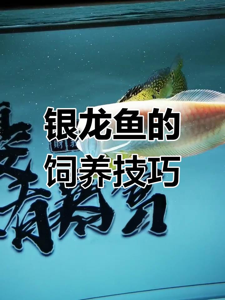 40公分銀龍魚如何飼養(yǎng)？，《40公分銀龍魚如何飼養(yǎng)》40公分銀龍魚如何飼養(yǎng)