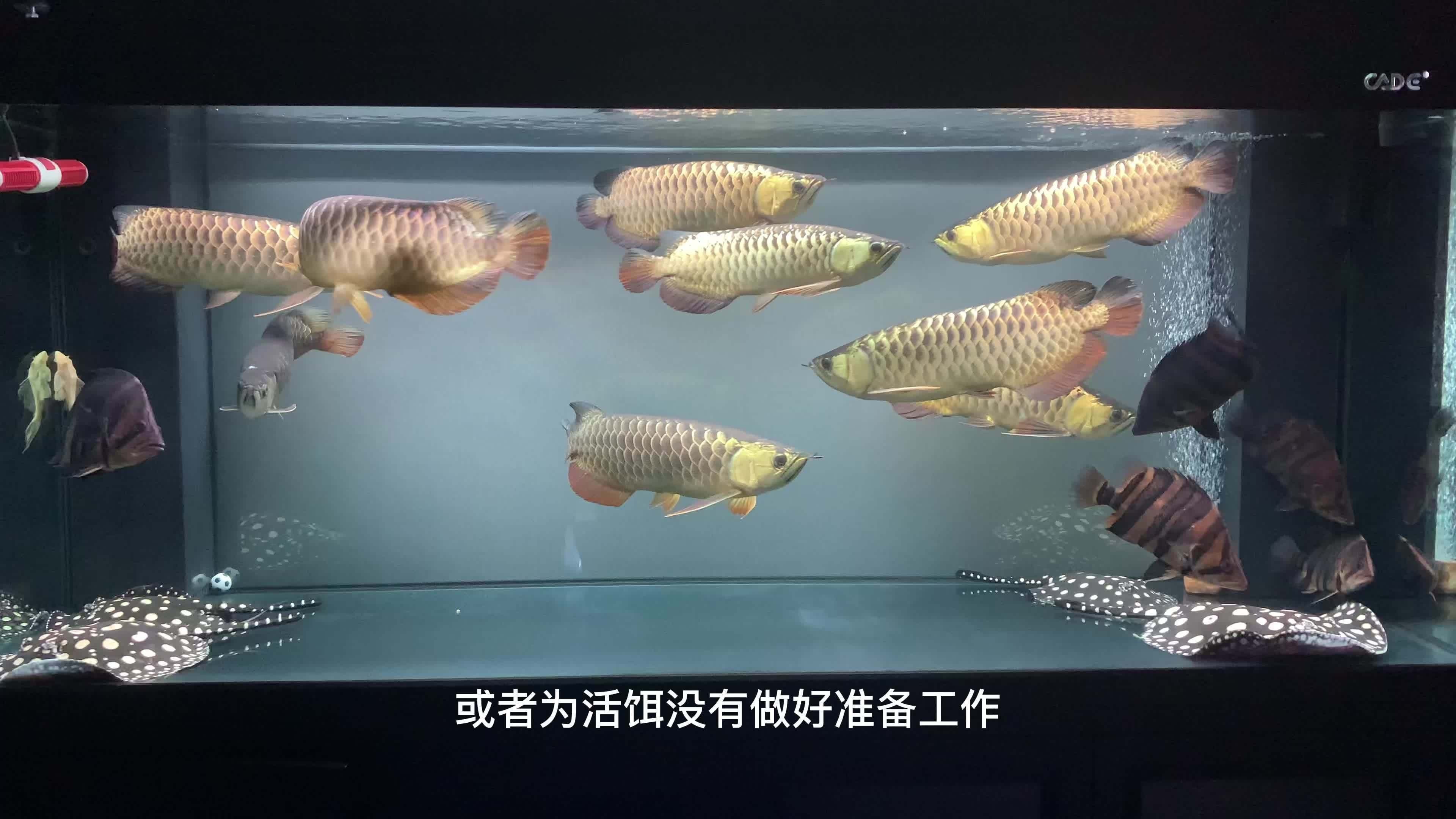 如何判斷龍魚是否脫肛？，如何判斷龍魚是否脫肛