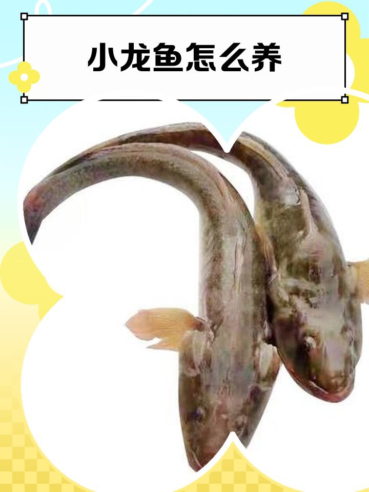 停食期間如何觀察紅龍魚狀態(tài)？，紅龍魚停食期間如何觀察其狀態(tài)變化