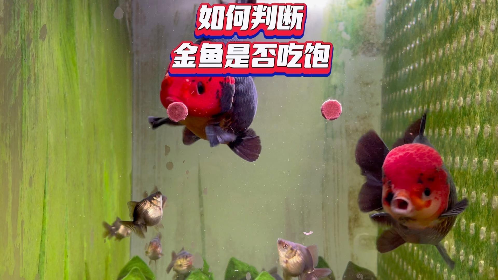 如何判斷紅龍是否吃飽？，如何判斷紅龍是否吃飽這一實用問題 如何判斷紅龍是否吃飽？，如何判斷紅龍是否吃飽這一實用問題 龍魚百科 第2張