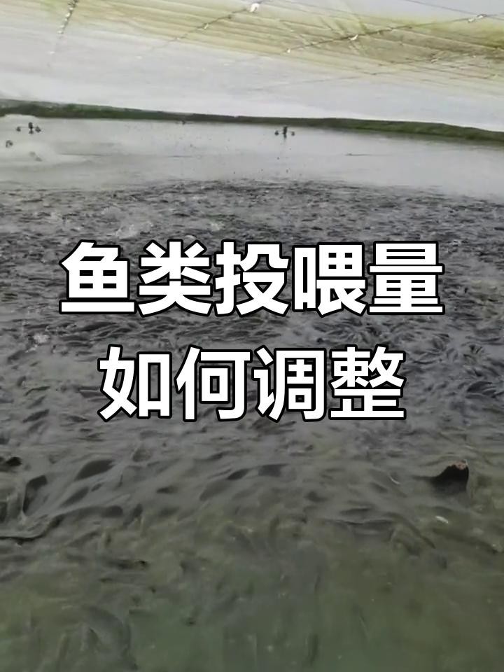 如何判斷紅龍是否吃飽？，如何判斷紅龍是否吃飽這一實用問題 如何判斷紅龍是否吃飽？，如何判斷紅龍是否吃飽這一實用問題 龍魚百科 第3張
