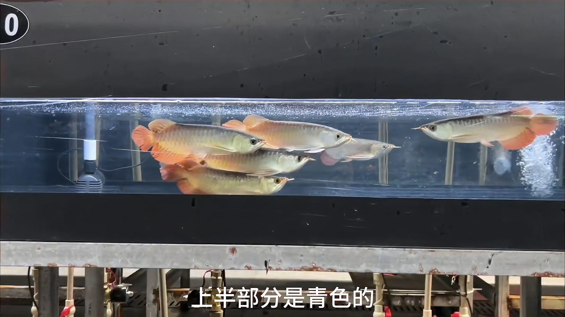 如何判斷紅龍和金龍品質(zhì)？，如何區(qū)分紅龍和金龍